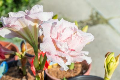 Votre laurier-rose a-t-il des poux? Premiers secours avec des remèdes maison éprouvés