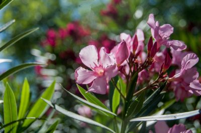 Oleander - La beauté méditerranéenne dans un profil