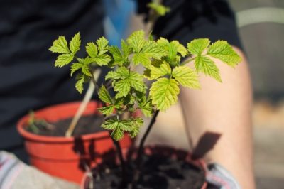 Il vaut mieux ne pas planter de lauriers roses en plein air