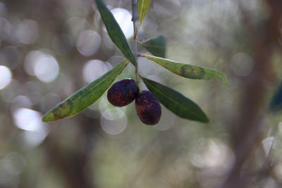 Des taches sur les feuilles indiquent une maladie fongique