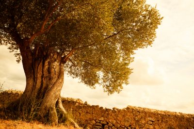 Olives - croissance lente mais longue durée