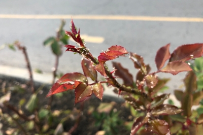 Olive - Ancienne plante cultivée avec une grande variété de variétés