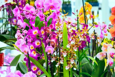 Orchidées de profil - faits compacts