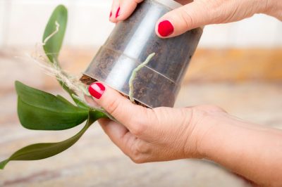 Rempoter une orchidée dans un verre - voici comment cela fonctionne