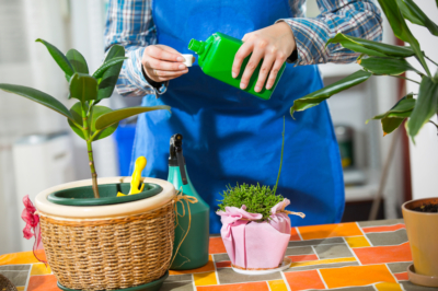 Origan: utilisation en cuisine et comme herbe médicinale