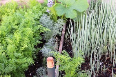 Quand est la saison de Pak Choi?