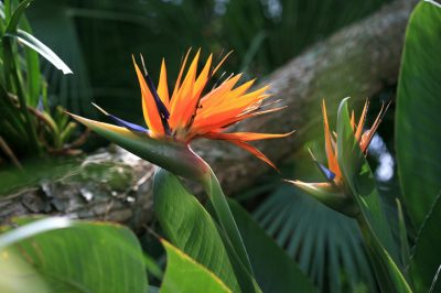 Quelle est la période de floraison de l'herbe de la pampa?