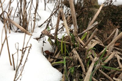 Quelle est la distance de plantation de l'herbe de pampa?