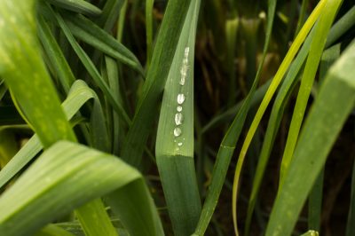 Vous devez arroser régulièrement l'herbe de la pampa