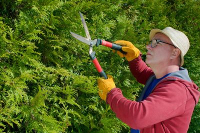 Que faire si l'herbe de la pampa ne forme pas de frondes?