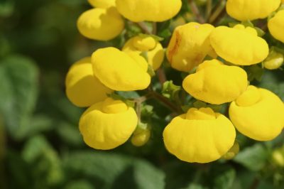 Fertilisation et reproduction, Fleur de pantoufle - soins