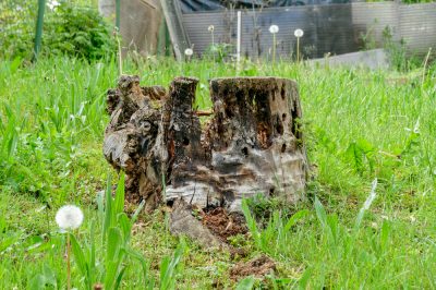 Quelles chenilles mettent en danger les éphémères