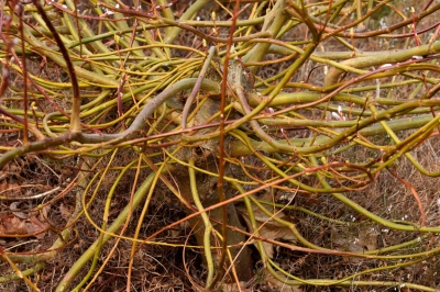 Voici quelques conseils pour vous aider à planter correctement la menthe poivrée