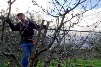 Que font les fourmis sur les pivoines?