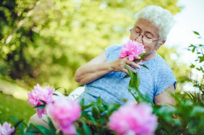 Des pivoines qui auront fière allure pendant des années - avec ce soin!