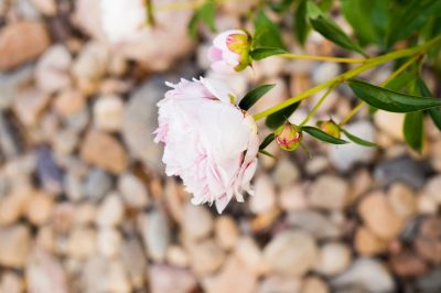 Soutenir correctement les pivoines