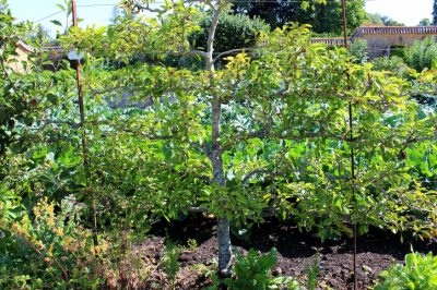 Variétés de pêches - les meilleures pêches pour votre jardin