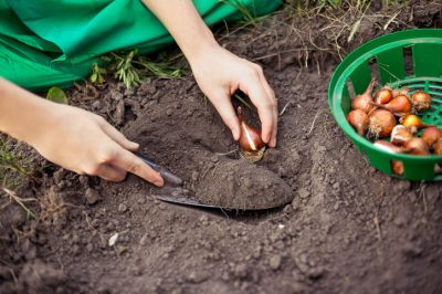 Distance de plantation correcte pour les fraises - un aperçu