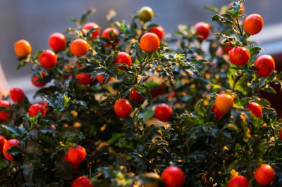 Un fruit philodendron est-il comestible?