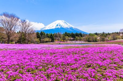 Quelle est la meilleure façon d'hiverner pour le phlox?