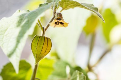 Le délicieux fruit du physalis pousse-t-il sur l'arbre?