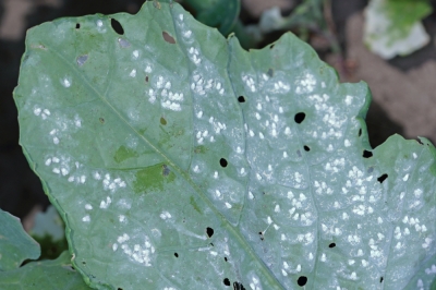 Devez-vous utiliser des physalis comme des tomates?