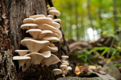 Champignons dans la forêt et le jardin - un aperçu des variétés toxiques et comestibles