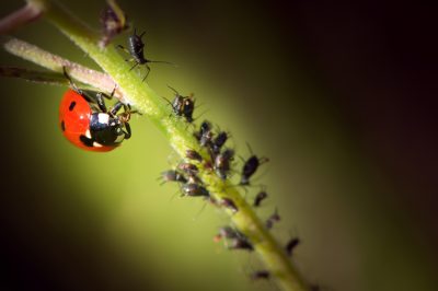 Astuces pour garder la fleur de primevère pendant longtemps