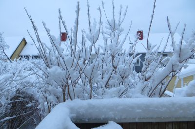 Hiverniser les primevères