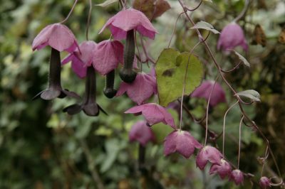 La cloche violette - une plante grimpante?