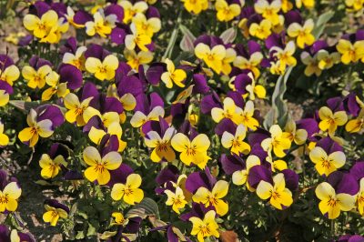 Variétés de la cloche violette et leurs caractéristiques