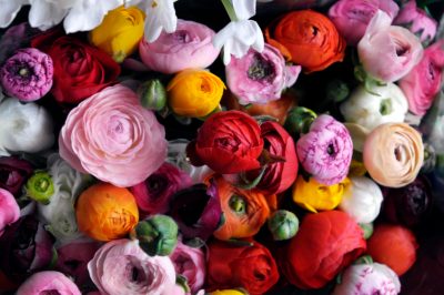 Ranunculus - les couleurs sur les couleurs!