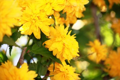 Renoncule - tout sur sa période de floraison