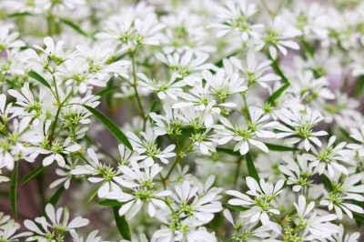 Hortensia paniculé: la fertilisation organique est généralement suffisante