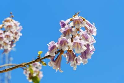 Quand et comment le gazon doit-il être fertilisé? - C'est la bonne façon