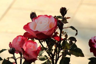 Nostalgie de la rose comme tige haute: caractéristiques et soins