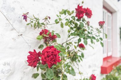 Comment nouer correctement les roses - techniques et matériaux