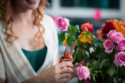 Garder les roses fraîches pendant longtemps: profiter plus longtemps de belles fleurs coupées