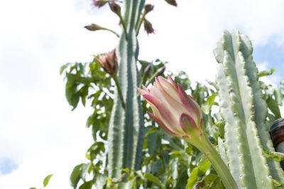 Les nombreux types de cactus colonnaires