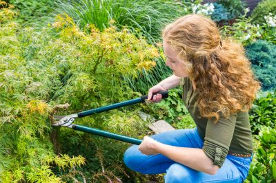 Hortensia en velours - arbuste élégant pour les jardins partiellement ombragés