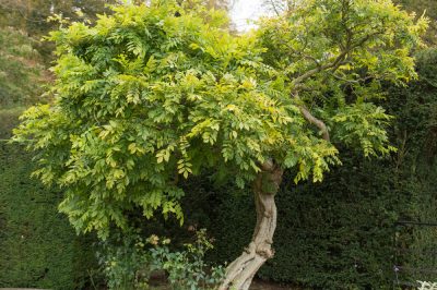 Utilisez l'achillée millefeuille comme plante médicinale