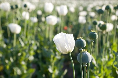 Pavot à opium - la plupart des variétés interdites en Allemagne