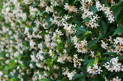 Quel est le problème avec mon papillon lilas? aux maladies courantes