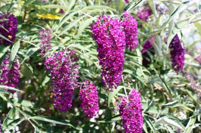 Fertiliser Butterfly Lilas - Comment bien faire les choses