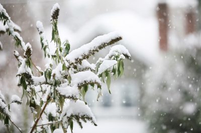 Comment le lilas papillon doit-il passer l'hiver?