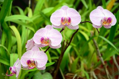 Prendre soin de l'orchidée papillon de manière exemplaire - c'est ainsi que vous le faites correctement