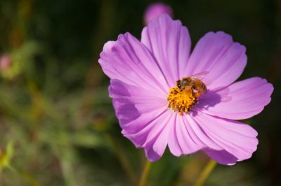 Quand la Cosmea fleurit-elle?