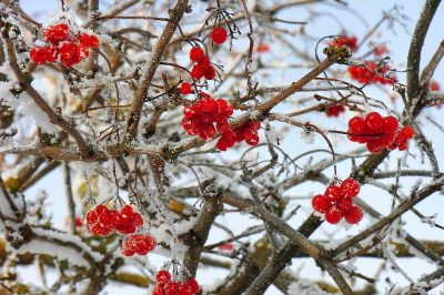Est-ce que tous les buissons de boules de neige produisent des fruits?