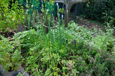 Utilisez la moutarde pour l'engrais vert