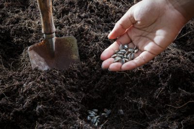 Semer des tournesols - ce qu'il faut considérer lors du semis
